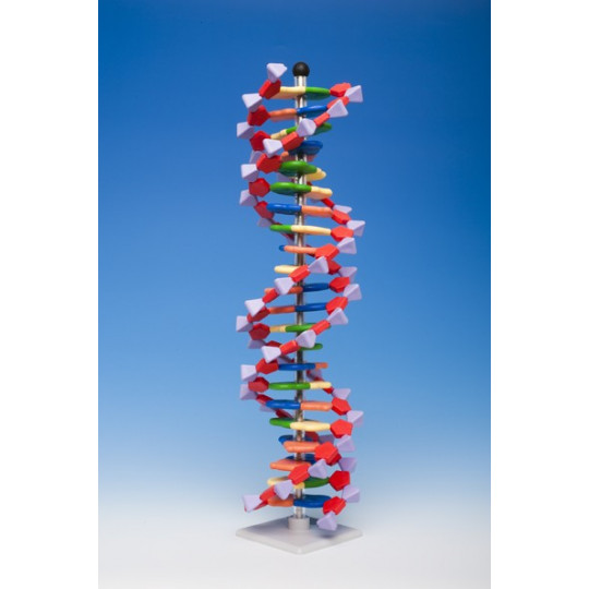 Molymod® Modelo de ADN ., comprar online