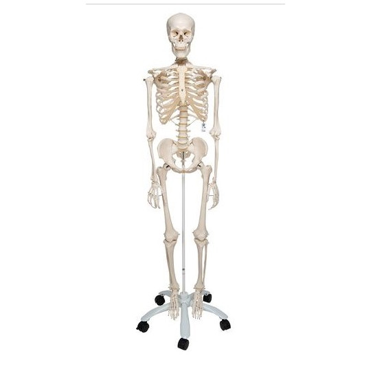 Anatomía - Esqueleto humano - Material escolar